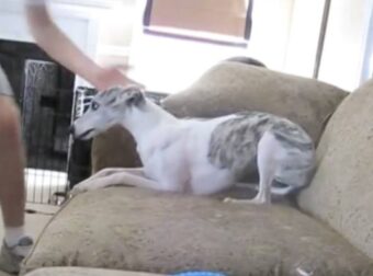Έβαλε κρυφή κάμερα για να δείξει στους ιδιοκτήτες τι κάνει ο σκύλος τους όσο λείπουν – Μόλις είδαν το βίντεο, τα έχασαν! – Videos