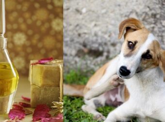 Λάδι Neem: Τι είναι και τι προσφέρει στο σκύλο