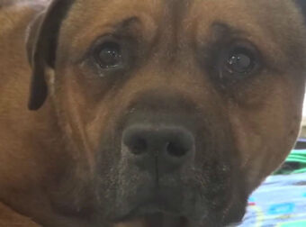 Σκυλάκος εγκαταλείπεται σε καταφύγιο – Το σπαρακτικό κλάμα του ραγίζει καρδιές (βίντεο)