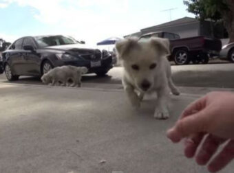 Αυτά τα δύο αχώριστα σκυλάκια τριγυρνούσαν αβοήθητα στους επικίνδυνους δρόμους του Λος Άντζελες. Δείτε λεπτό προς λεπτό την επιχείρηση διάσωσης τους…
