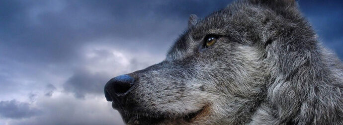 Οι Λύκοι ξανά στη Πάρνηθα μετά από 50 χρόνια εξαφάνισης.