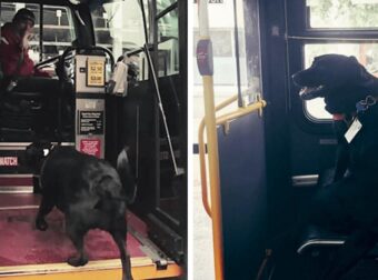 Σκύλος παίρνει μόνος του καθημερινά το λεωφορείο για να πάει βόλτα στο πάρκο