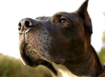 Με ποιον τρόπο τα σκυλιά μυρίζουν το φόβο μας