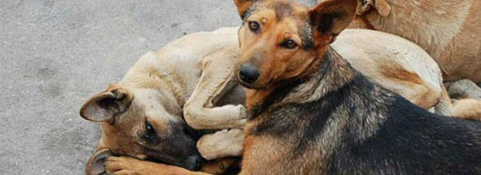 Πώς να σώσετε ένα ζώο από φόλα; Εκατοντάδες σκύλοι και γάτες χάνουν τη ζωή τους κάθε χρόνο στην χώρα μας…