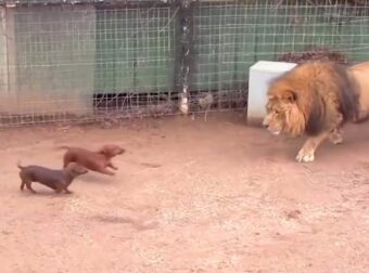 Άφησαν 2 Κουτάβια μέσα στο κλουβί με το λιοντάρι. Δείτε την αντίδραση του λιονταριού που έγινε παγκόσμιο viral!