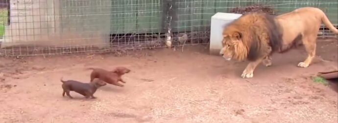 Άφησαν 2 Κουτάβια μέσα στο κλουβί με το λιοντάρι. Δείτε την αντίδραση του λιονταριού που έγινε παγκόσμιο viral!
