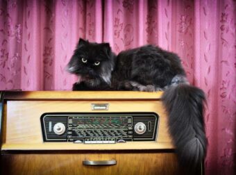 Η Whiskas δημιούργησε ραδιοφωνικό σταθμό μόνο για γάτες