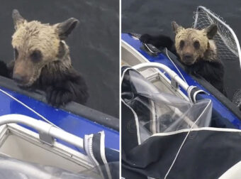 Ψαράδες έπιασαν με απόχη και έσωσαν από βέβαιο πνιγμό δύο αρκουδάκια στην Ρωσία