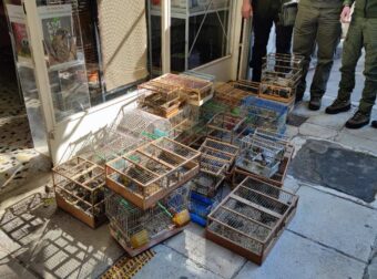 32 χρόνια παράνομο παζάρι Σχιστού: Πάνω από 100 πουλιά κατάσχεσαν αυτές τις μέρες και τα γλύτωσαν από τη μόνιμη αιχμαλωσία