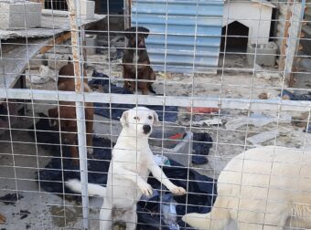 Μέγαρα: Μπήκαν σε σπίτι που ήταν 3 μέρες μέσα νεκρός ο ιδιοκτήτης και τα 8 σκυλιά του μόνα τους- Έκκληση για φιλοξενίες