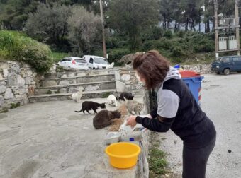 Σκόπελος: Η αντιδήμαρχος βγαίνει και ταΐζει τα αδέσποτα- Με δικά της έξοδα θα στειρώσει και ζώα