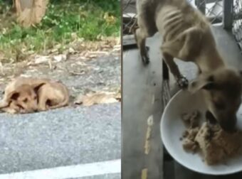 Άνδρας Σώζει Σκελετωμένο Σκυλάκο Από Τον Δρόμο – Τρώει Ξανά Μετά Από Πολλές Ημέρες