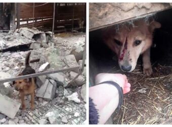 Ουκρανία: Χτυπήθηκε καταφύγιο ζώων στο Χάρκοβο- Νεκρά σκυλιά και πολλά τραυματισμένα