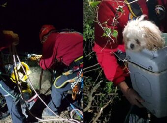 Κέρκυρα: Πυροσβέστες Σώζουν Σκυλάκι Που Είχε Πέσει Σε Γκρεμό Με Επιχείρηση 4 Ωρών