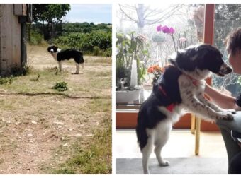 Βρήκε σπίτι και αγάπη η σκυλίτσα που την παράτησαν μόνη σε ένα χωράφι σε χωριό των Σερρών
