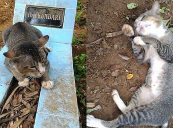 Γάτα Δεν Εγκαταλείπει Τον Τάφο Της Κηδεμόνας Της Για 1 Χρόνο (pics)
