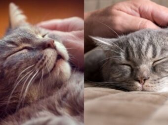 Γουργουρητό Γάτας – Οι Θεραπευτικής Ιδιότητες Στον Άνθρωπο