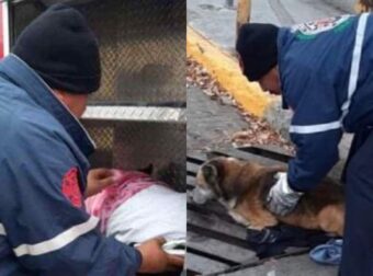 Πυροσβέστες Σώζουν Κολλημένο Σκυλί Σε Αποχεύτευση – Διέτρεχε Τεράστιο Κίνδυνο Από Αυτοκίνητα