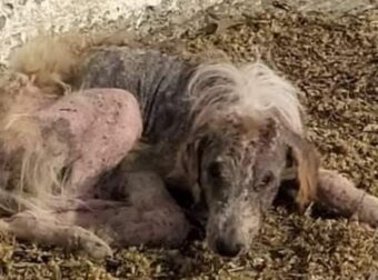 Εθελοντές ζητούν βοήθεια να πιάσουν για να σώσουν ένα φοβικό και σε άθλια κατάσταση σκυλάκι στα Σεβαστιανά Πέλλας