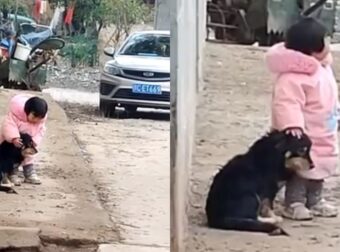 Κοριτσάκι Καλύπτει Τα Αυτιά Σκύλου Για Να Μην Φοβηθεί Από Τα Πυροτεχνήματα (vid)