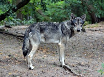 Τι λέει η οργάνωση Καλλιστώ για την επίθεση λύκου σε σκύλο στον Εθνικό Δρυμό Πάρνηθας