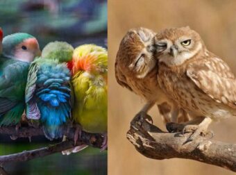 Πουλιά Αγκαλιασμένα Τρυφερά Στο Φακό! Πανέμορφες Εικόνες!