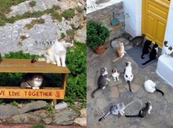 We Live Together: Η Εθελοντική Ομάδα Και Η Δράση Της Για Τις Αδέσποτες Γάτες Της Σύρου (pics)
