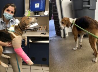 Άτυχη Σκυλίτσα Παθαίνει Κάταγμα Στο Ποδί, Ο Ιδιοκτήτης Ζητάει Να Γίνει Ευθανασία Αλλά Κτηνίατρος Σώζει Τη Ζωή Της