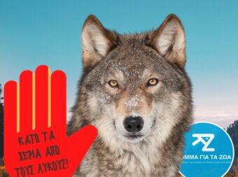 Κόμμα για τα Ζώα: "Κάτω τα χέρια από τους λύκους"