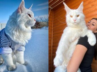 Γάτος Στη Ρωσία Μοιάζει Με Σκύλο Και Γίνεται Viral (pics)