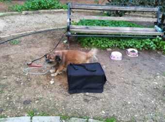 Βρέθηκε σκυλάκι δεμένο σε παγκάκι σε πάρκο στην Καισαριανή- Έφυγε από το κρύο και φιλοξενείται προσωρινά σε σπίτι