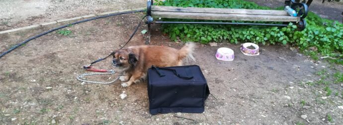 Βρέθηκε σκυλάκι δεμένο σε παγκάκι σε πάρκο στην Καισαριανή- Έφυγε από το κρύο και φιλοξενείται προσωρινά σε σπίτι