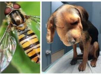 Αλεξανδρούπολη: Σκυλάκι τσιμπήθηκε από σφήκα στο λάρυγγα- Ευτυχώς βρέθηκαν άνθρωποι να το πάνε στο γιατρό