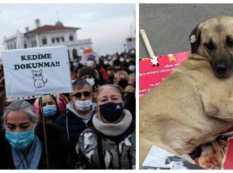 Τουρκία: Χιλιάδες άνθρωποι βγήκαν να διαδηλώσουν κατά της απόφασης του Ερντογάν να κλείσει όλα τα αδέσποτα στα κυνοκομεία