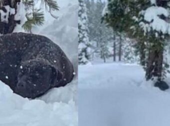 Σώζουν ένα σκυλάκι παγιδευμένο σε 1,5 μέτρο βάθος στο χιόνι. Γύρισε σπίτι μετά από μήνες χαμένος
