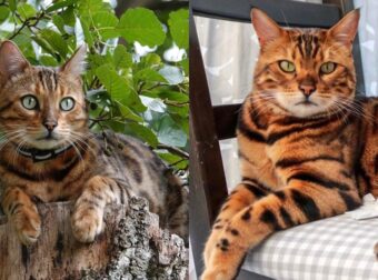Γάτα Βεγγάλης: Μια Γάτα Λεοπάρδαλη Για Κατοικίδιο