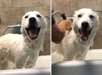 Δείτε Έναν Χαρούμενο Σκύλο Που Τραγουδάει Στο Μπάνιο Του