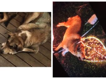 Χαλκίδα: Σκοτώθηκε από ηλεκτροπληξία από τα γιορτινά λαμπάκια ο αδέσποτος σκυλάκος Τσίμπλας- Ο δήμος τα είχε ελέγξει;