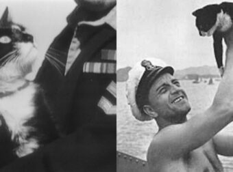 Ο «Αβύθιστος Σαμ»: Ο Γάτος Που Έπεζησε Σε Τρία Πολεμικά Πλοία Που Βυθίστηκαν Στον Δεύτερο Παγκόσμιο Πόλεμο