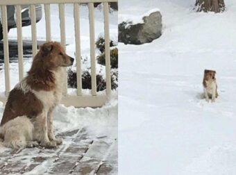 Εγκαταλελειμμένη Σκυλίτσα Περιμένει 5 Ημέρες Μέσα Στο Χιόνι Την Οικογένεια Της Για Να Επιστρέψει Σπίτι (pics)
