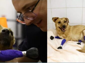 Ο Ρώσος κτηνίατρος δίνει νέα ζωή στην κακοποιημένη αδέσποτη σκυλίτσα