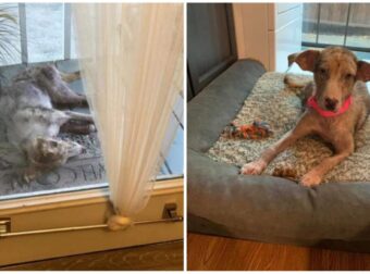 Η οικογένεια βρήκε ένα άρρωστο αδέσποτο σκυλί στη βεράντα τους, το βοηθάει και του αλλάζει τη ζωή