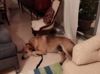 Ιάσονας: Ο Ηλικιωμένος Αδέσποτος σκύλος του Αλίμου που βρήκε την ευτυχία στα 13 του χρόνια