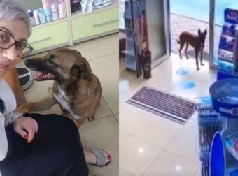 Αδέσποτoς Τραυματισμένος Σκυλάκος Αιμορραγεί Και Μπαίνει Σε Φαρμακείο Ζητώντας Βοήθεια!