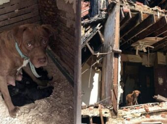 Το σκυλάκι αποφασίζει να φέρει τα κουτάβια της σε ένα εγκαταλελειμμένο σπίτι για να τα κρατήσει ασφαλή