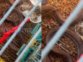 Φίδι τρύπωσε σε κλουβί και καταβρόχθισε 16 καναρίνια στην Πρέβεζα
