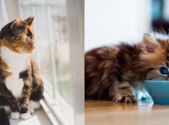 Γάτες Για Σπίτι : Δείτε Τις Ιδανικές Φυλές Για Σuγκατοίκηση!