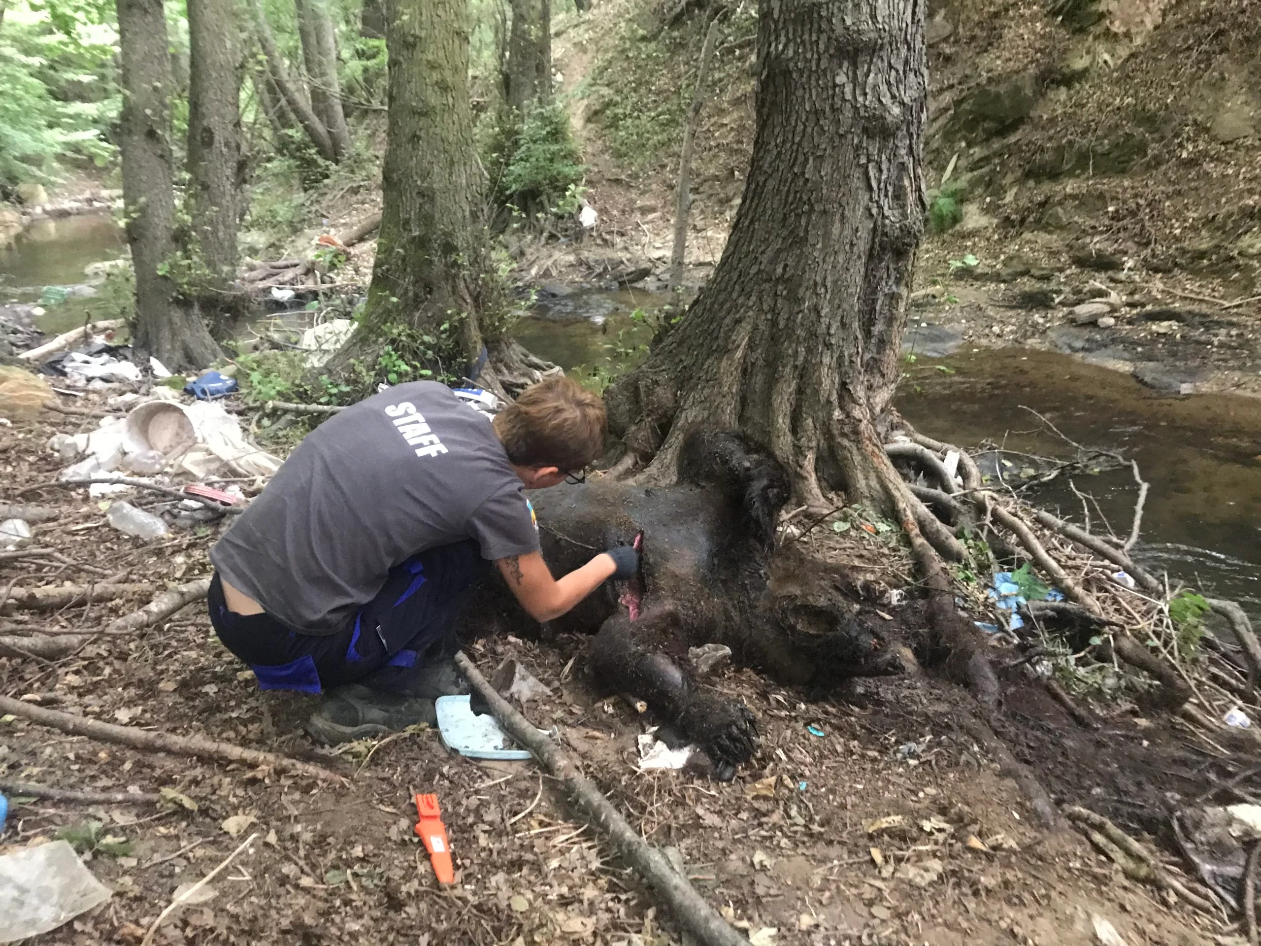 Οpγή στη Φλώpινα – Πuροβόλησαν και σκότωσαν τρεις αρκούδες. Η μία θήλαζε τα μωρά της