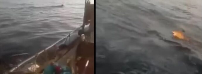 Η εξήγηση για τον λύκο που κολυμπούσε στον Παγασητικό και έγινε viral (vid)