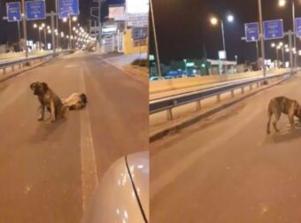 Η συγκινητική στιγμή που σκύλος στην Κρήτη δεν έφευγε από το πλευρό του νεκρού φίλου του (vid)
